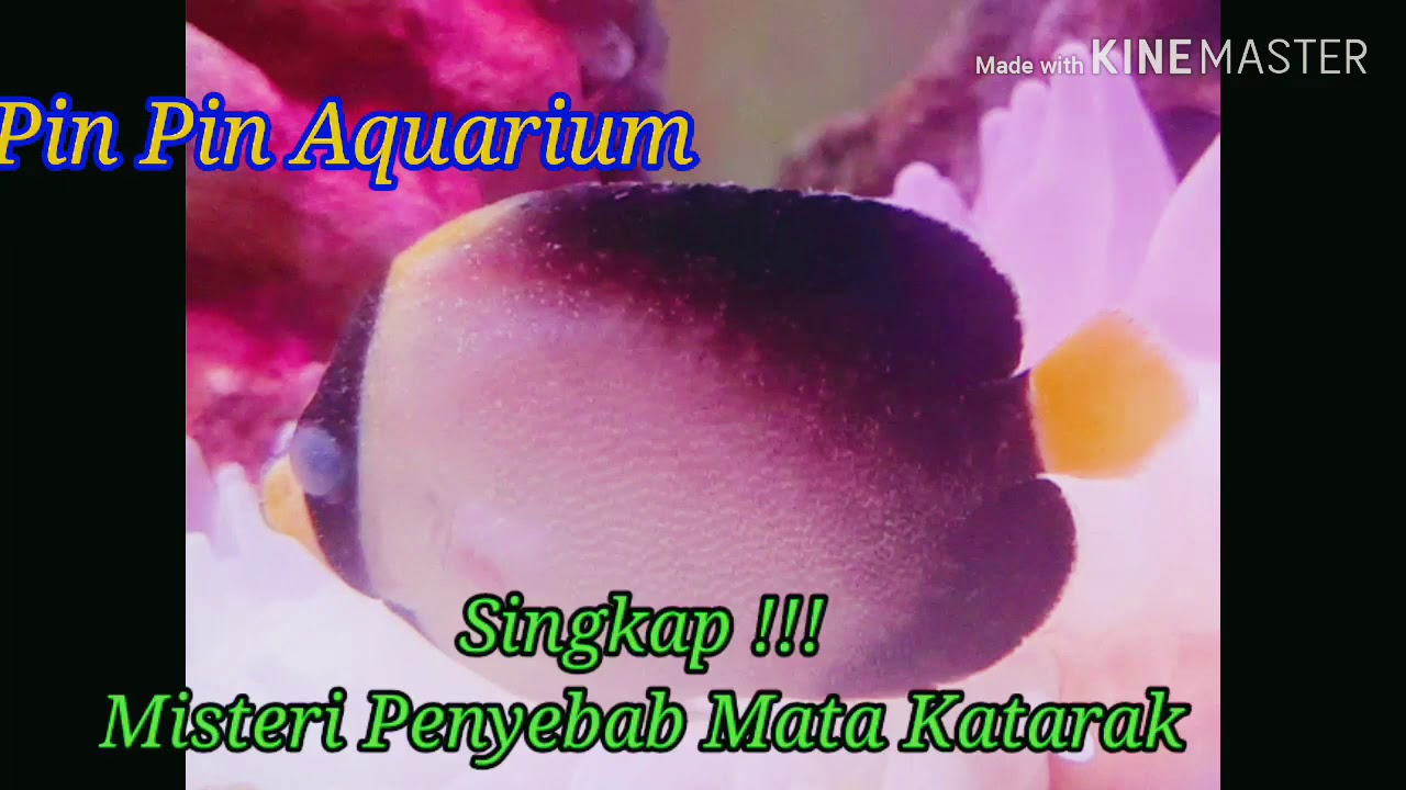 Mata Ikan Katarak - YouTube