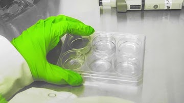 Dance your PhD 2020 MIMETAS: From 2D Cell Culture to Vascularized Organoid