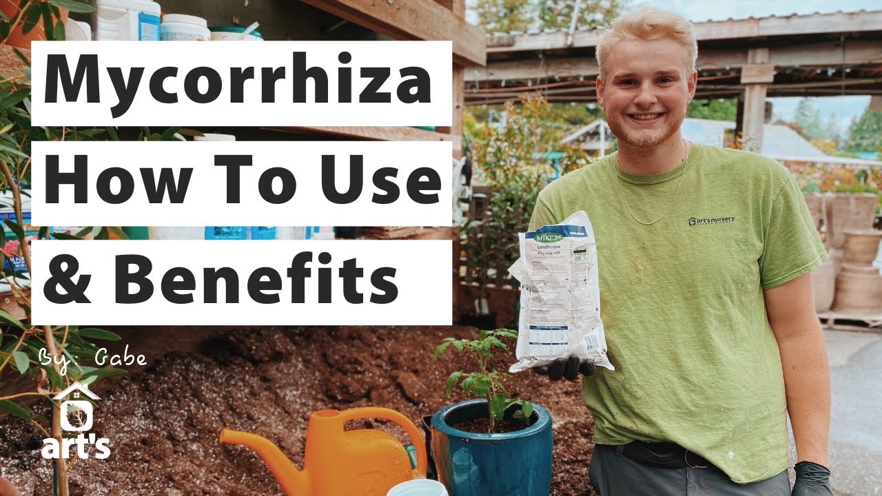 Myke Pro Mycorrhiza: как использовать и преимущества