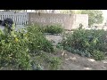 Seedless Singharr Lemon Variety | Farming