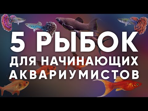 5 неприхотливых аквариумных рыбок для начинающих 2021