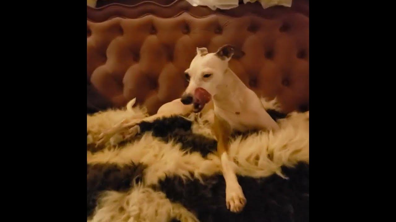 America All The DoDa Day Lollipop Ear Nibblers Loving Italian Greyhound