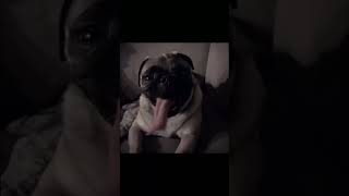 Kenny the pug edit