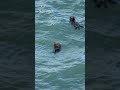 Sea otter | Japanese Wild Animals #japan #nature #animals