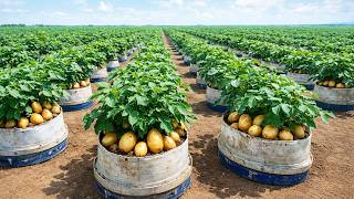 Amazing Potato Harvest From Container Gardening