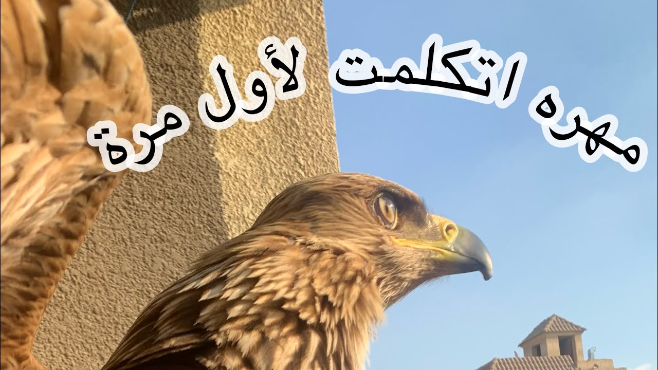 إزاي خليت مهره العقاب طارت وجات  وقف على إيدي…اول حلقه 