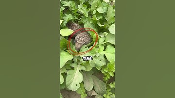 She Found a Hedgehog Family in her Garden 😊