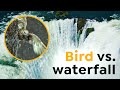 60 Grams of Bird vs. Tons of Water