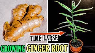 Growing Ginger Plant From Root 93 Days Time Lapse