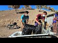 The charming life of a rural couple and their daily chores #vilagevlogs the 84706