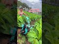 mini rotavator machine soil-raising machine part 3826