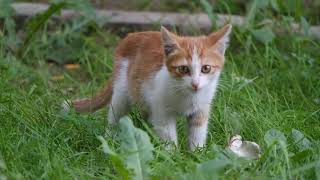 Quick search.........#CUTE_CAT screenshot 4