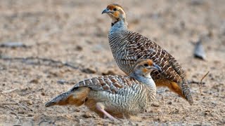 teetar ki Awaz boli calling Francolin Voice Partridge sounds #teetar #sounds #voice #viral