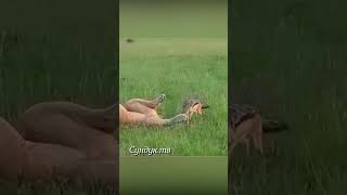 Шакал нападает на гепарда, льва и гиену.