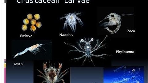 LARVAL STAGES OF CRUSTACEA BY BALRAM SAIN