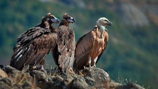 Cinereous vulture (Aegypius monachus) - Sup hnědý, Bulgaria, Madzharovo, Eastern Rhodopes