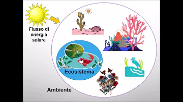Come spiegare un ecosistema scuola primaria?