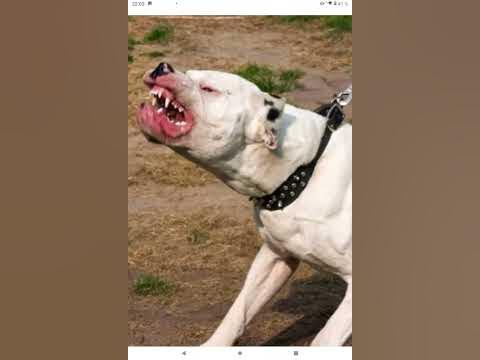 ЗЛЫЕ собаки - YouTube