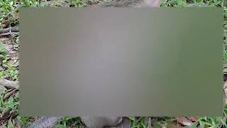 Seem big newborn but navel not cut, Trending: Baby Monkey Activities in the Wild