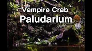 뱀파이어 크랩을 위한 수직 정글! 팔루다리움 만들기 Vertical Jungle! How to make VAMPIRE CRAB Paludarium