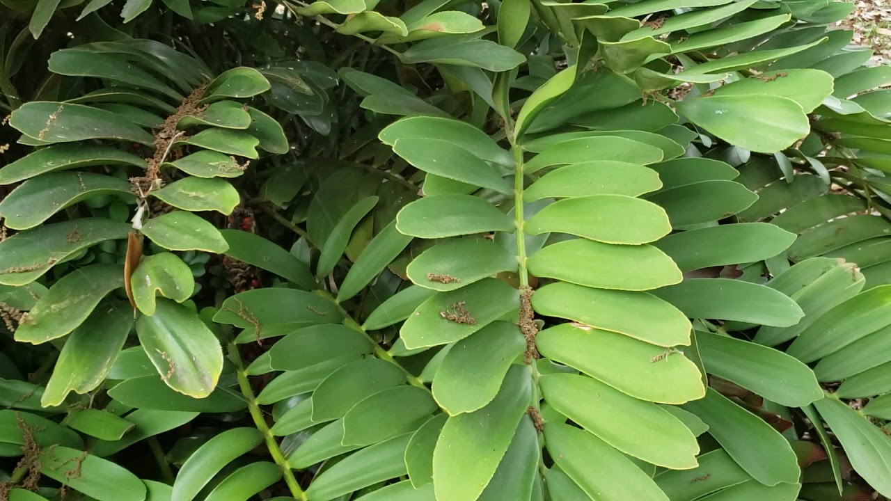 Zamia furfuracea — «картонная пальма». Но это не пальма!