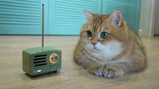 MUZEN OTR Metal FM radio - it's the cutest New Year's gift! by Hosico Cat 24,826 views 3 months ago 1 minute, 28 seconds