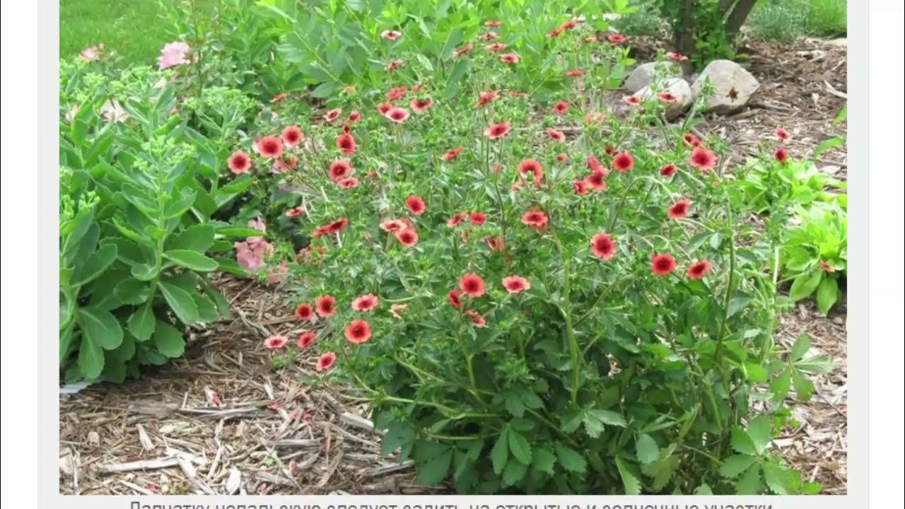 лапчатка непальская мисс вильмот. лапчатка непальская роксана. лапчатка непальская мисс вильмонт. лапчатка непальская. лапчатка непальская мисс вильмонт.