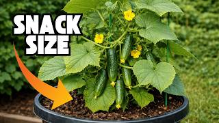 Mini Munch Cucumbers: The Best Crop for Small Spaces