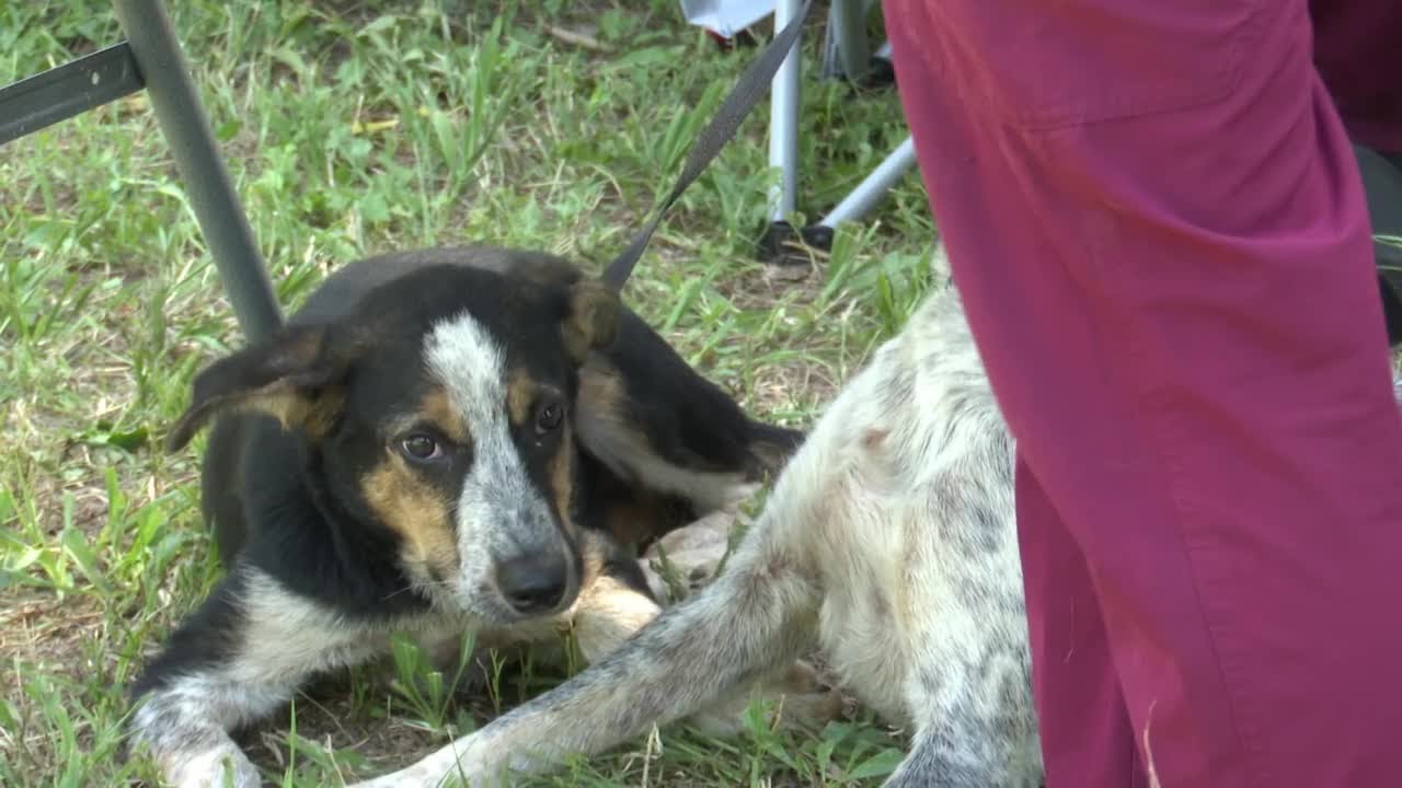 Mobile No cost Veterinary Clinic Visits Montana Reservations YouTube mobile-no-cost-veterinary-clinic-visits-montana-reservations-youtube