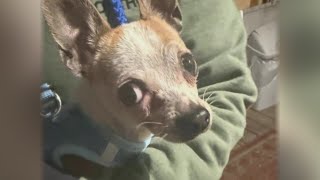 Scranton PD find dog in dumpster, investigate abuse | 28/22 News