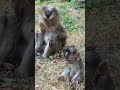 Lovely BB monkey 🐒