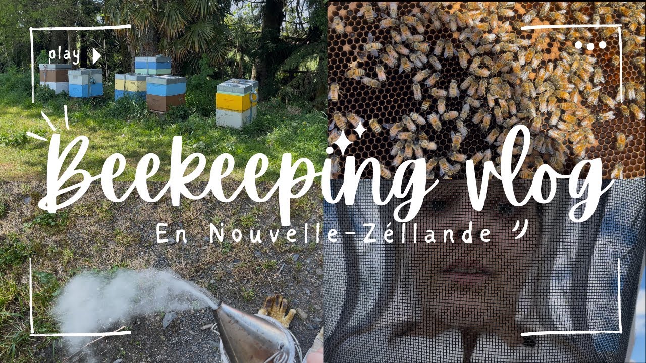 VLOG APICULTURE | beekeeping, mini vlog...