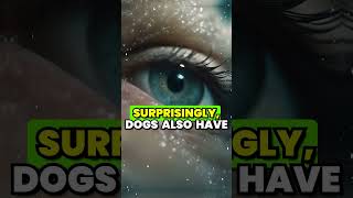 Mind-Blowing Dog Eye Facts You Didn't Know!! #dog #amazinganimalfacts