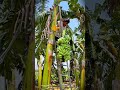 smart tricks for young farmers to harvest bananas with additional mining #shorts
