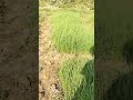 ONION BED PALHA