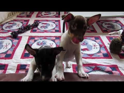 Rat Terrier puppies-the