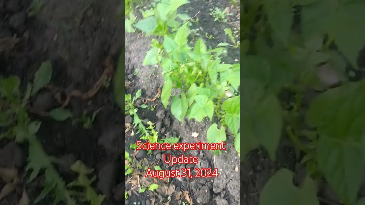 Science experiment update 