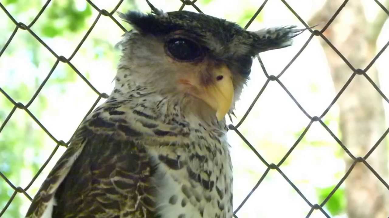 Spot-bellied Eagle-Owl (Bubo nipalensis) 
