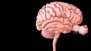 Organisation of the Nervous System