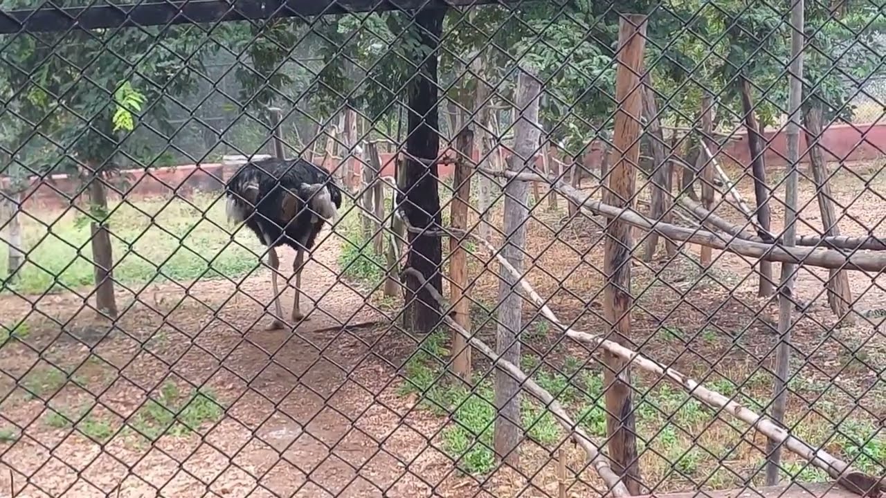 The largest, tallest bird... 