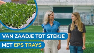 Van Zaadje Tot Plantje De Perfecte Stekjes In Eps Verpakking