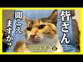 【初公開シロのゴロゴロ音！😸】2026年初投稿 今年も癒やします！☺️