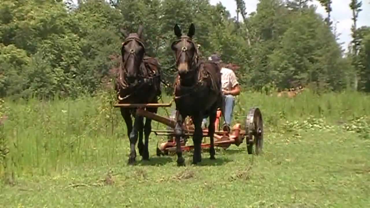 The Sound of Silence - Mules Mowing Hay