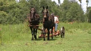 The Sound of Silence  Mules Mowing Hay