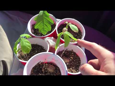 Как вырастить Дуб из желудя🌳