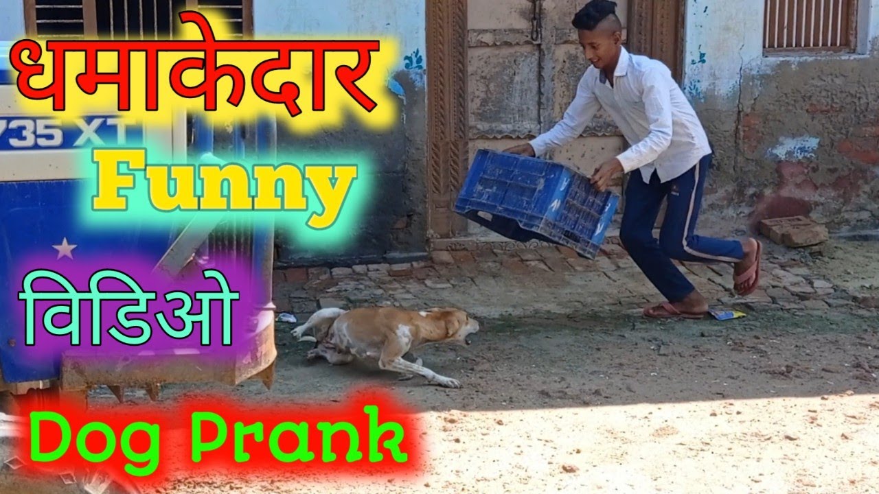 PLASTIC BOX  WITH  DOG PRANK DHAMAKEDAR FUNNY VIDEO 🤣🤣🤣🐶🐶