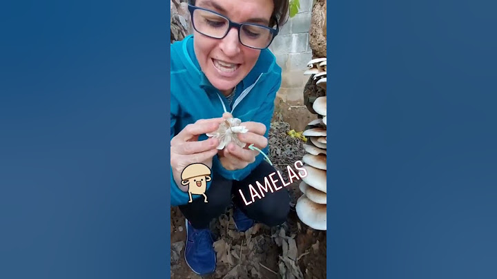 La reproducción asexual por esporas en los hongos. Cómo se reproducen los hongos. Qué son las setas.