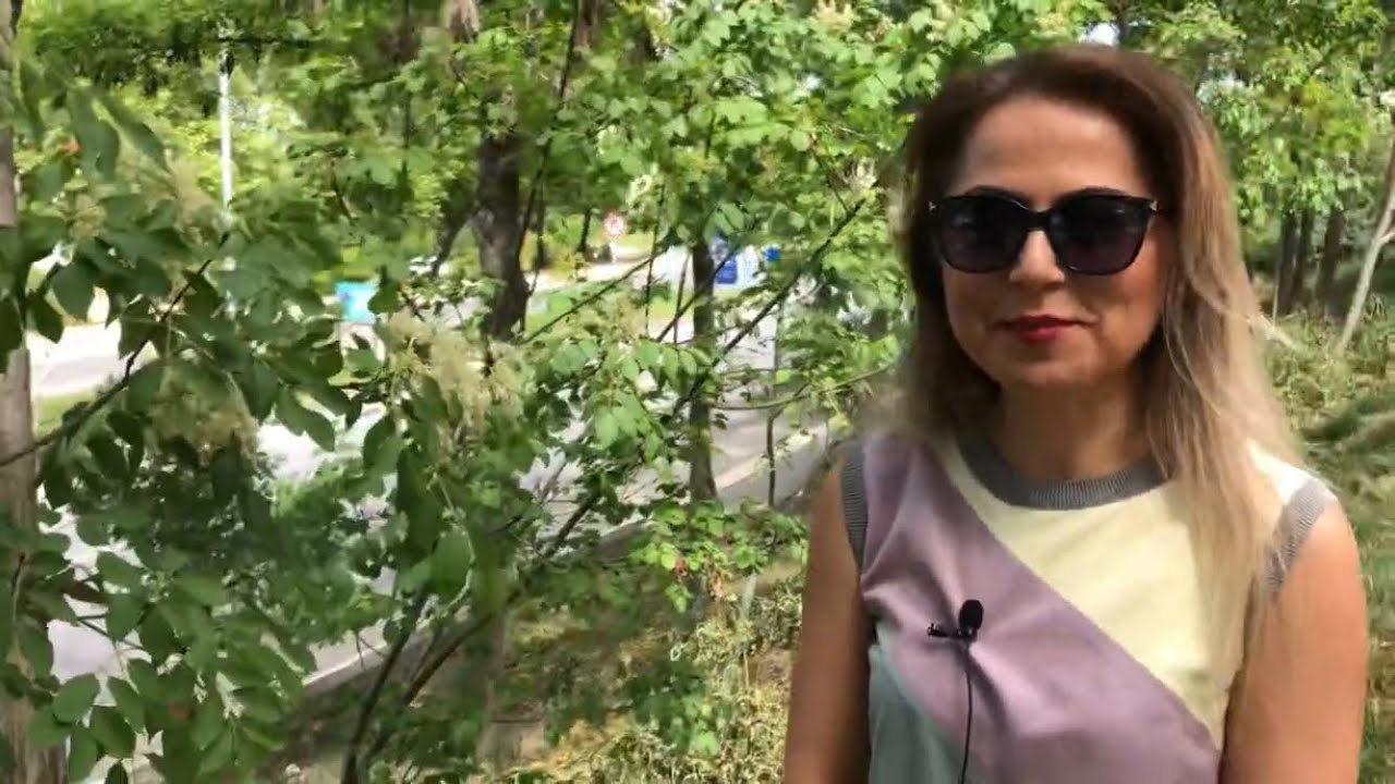 Fraxinus ornus subsp. cilicica - Çiçekli dişbudak