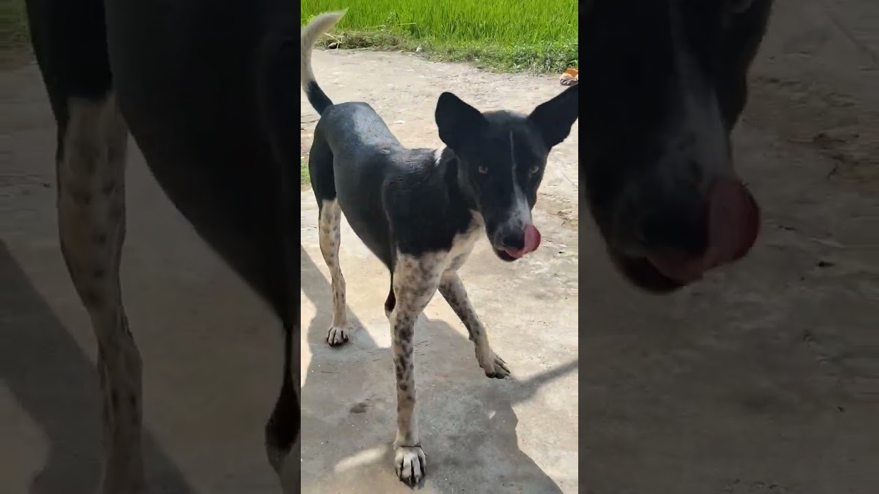 are bhai tumhen bahut bada Bal hai#mauka milega Ham kata denge#kutta comedy video dekhen 🐕🤣.........