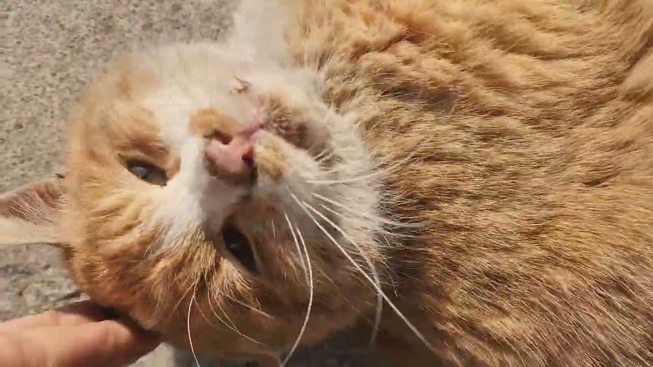 우선 눕고 보는 노랑이의 애교 ㅎ